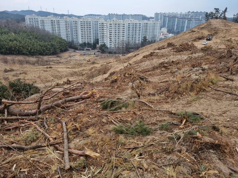 상생공원 비공원시설 부지의 벌목 모습.