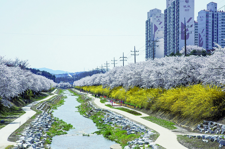영주의 대표적인 벚꽃 명소인 서천 뚝방길과 원당천 일대에 벚꽃이 만개해 절정을 향해가고 있다. 지난 8일 시에 따르면 영주 서천변과 원당천 일대, 풍기 남원천변 벚꽃 터널 등 영주 벚꽃 명소가 분홍빛으로 물들며 상춘객들의 발걸음을 재촉하고 있다. 영주 서천 뚝방길을 따라 서천교에서부터 한정교까지 약 4km 구간에 빼곡이 들어차 있는 벚꽃터널에는 다양한 의자와 포토존이 있어 가족, 친구, 연인들이 인생사진을 남길 수 있다. 하천 따라 흐르는 물소리와 함께 가족이나 연인끼리, 또는 친구들과 손잡고 소소한 얘기를 나누며 여유롭게 거닐기 좋다.금인욱기자
