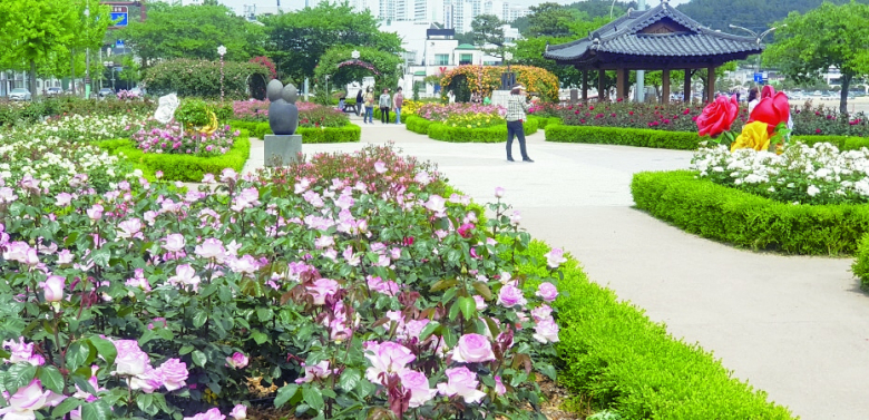 포항시 도심 곳곳에 최근 포항의 시화 장미꽃이 만개해 5월의 매력적인 자태를 뽐내고 있다. 주요 가로변과 녹지 공간에는 각양각색의 장미꽃이 꽃망울을 터뜨리며, 답답한 일상에 지친 시민들에게 생기를 불어넣고 있다. 김재원기자