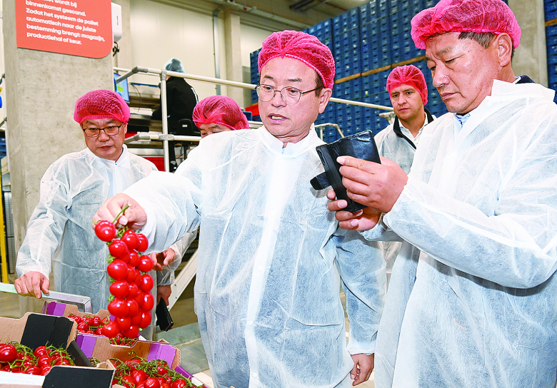 이철우 경북도지사는 경북 농업 대전환추진위원회 위원들과 함께 20일 네덜란드 마스다이크(Maasdijk)에 소재한 Grower united 토마토 APC를 방문했다.
