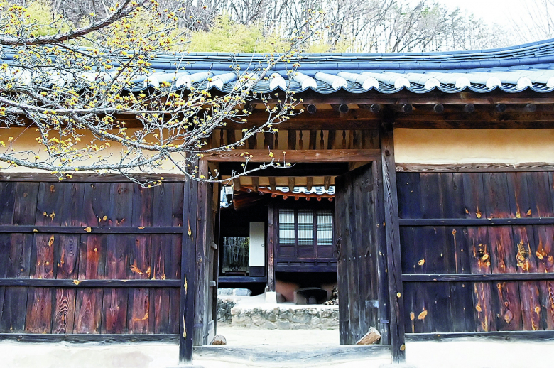 청송은 지금 구름 한 점 없는 맑고 파란 하늘과 따사로운 햇볕에 얼었던 대지가 녹으면서, 새봄을 알리는 하얀 매화와 홍매화, 산수유 꽃들로 봄 내음이 가득하다.김연태기자