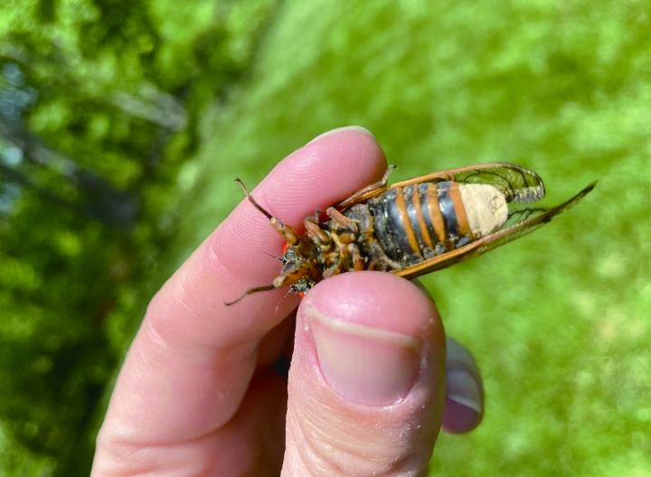 지난 20일(현지시각) 워싱턴포스트에 따르면 곤충학자들은 올봄과 여름 미국 루이지애나, 미시시피, 메릴랜드, 조지아 등에서 두 무리의 매미 떼가 등장할 예정이다.  뉴시스