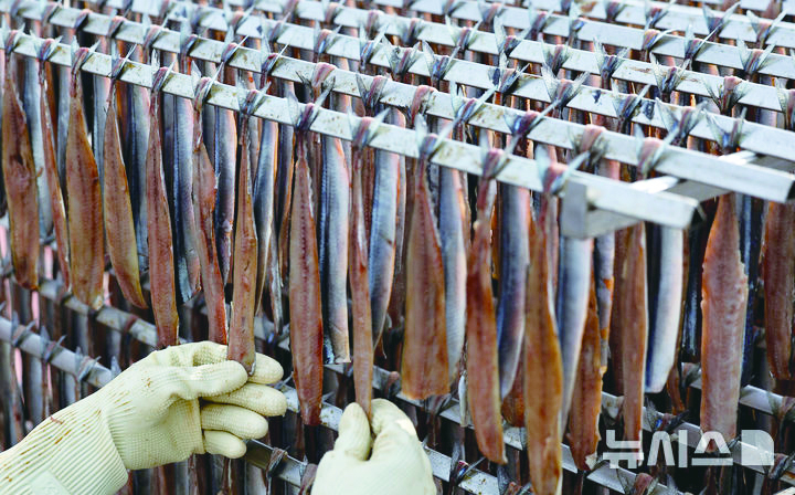 포항의 대표 특산물인 과메기 철을 맞아 지난달 31일 포항시 남구 구룡포읍 일출로 해안에서 한 어민이 해풍에 과메기를 말리고 있다. 뉴시스