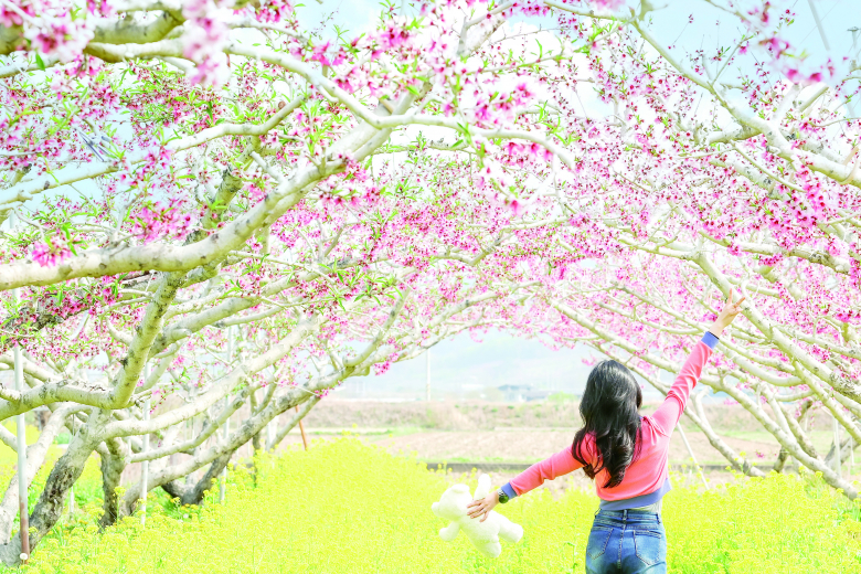 봄바람을 타고 몽글몽글 피어난 복사꽃이 들녘을 가득 메워 청도군이 온통 분홍빛으로 물들었다.강두완기자