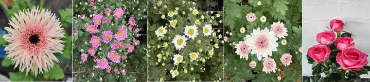 왼쪽부터 핑키시스파이, 핑크링엔디, 크리스탈엔디, 스위티엔디, 핑크스완.