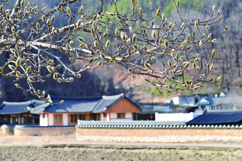 청송군 곳곳이 꽃봉오리로 물들며 본격적인 봄의 시작을 알리고 있다. 따스한 햇살 아래 하나둘 꽃망울을 터뜨린 꽃들이 차가운 바람을 밀어내며, 군민들의 마음속에 희망찬 계절의 온기를 불어넣는다.김연태기자