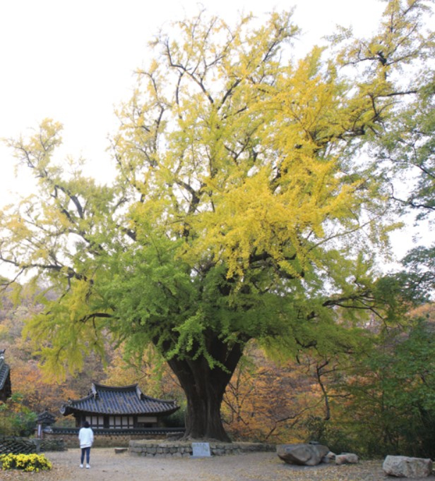 경주 왕신리 운곡서원 은행나무 <경북도 제공>