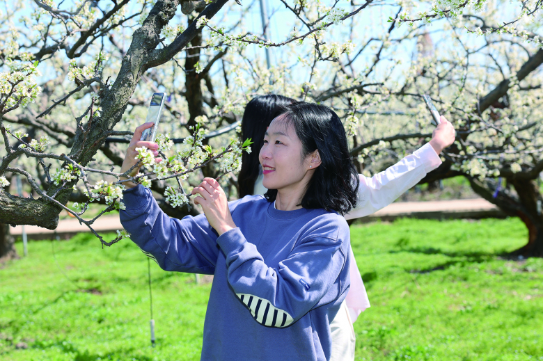 의성군에 최근 따뜻한 봄기운 속에 자두꽃이 만개하며, 화사한 봄 풍경이 펼쳐지고 있다고 밝혔다. 하얀 꽃망울을 터뜨린 자두꽃은 의성의 봄을 알리는 대표적인 계절 경관으로, 특히 자두 재배지가 밀집된 지역을 중심으로 꽃길이 형성되면서, 주민과 방문객들에게 특별한 봄의 정취를 선사하고 있다. 한편, 만개한 자두꽃 풍경은 의성군 공식 홍보 채널인 ‘의성TV’를 통해서도 확인할 수 있다.박효명기자