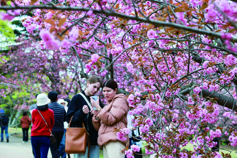 경주 불국사공원 겹벚꽃이 만개를 앞두고 있어 벚꽃을 보지 못한 상춘객들의 발길을 끌고 있다. 경주시는 15일 불국사 입구 일대에 조성된 불국사공원 겹벚꽃이 최근 본격 개화를 시작해 이번 주말 절정을 맞을 것으로 전망된다고 밝혔다. 공원에는 겹벚꽃나무 300여 그루가 군락을 이루고 있으며, 만개 시 산책로를 따라 분홍빛 꽃터널을 이루며 장관을 연출한다.서경규기자