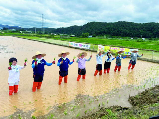 영천시 농민회는 24일 임고면 양평리 일원에서 ‘풍년농사기원제 및 통일쌀 모심기 행사’를 개최하고, 올 한 해 풍년농사와 농업인의 안녕을 기원했다고 밝혔다. 이날 행사에는 최기문 영천시장을 비롯해 시의원, 농업 관련 유관기관 관계자, 농민회 회원, 지역 주민 등 80여 명이 참석했으며, 농민의례를 시작으로 풍년농사기원제와 통일쌀 모심기 행사 순으로 진행됐다. 풍년농사기원제는 한 해 농사의 풍년과 농업인의 안녕을 기원하는 전통 제례의식으로, 참석자들은 정성을 다해 제를 올리며 재해 없는 풍년농사를 기원했다. 이어진 통일쌀 모심기 행사에서는 농업의 소중함과 농촌의 가치를 되새기는 시간을 가졌다. 농민회 회원과 지역주민, 농업 관련 기관 관계자들은 전통 방식의 손모내기에 함께 참여하며 화합과 결속을 다졌다.박경철기자